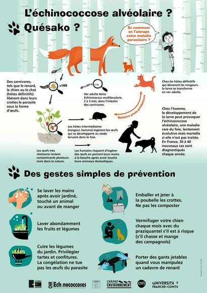 Echinococcose Echinococcose