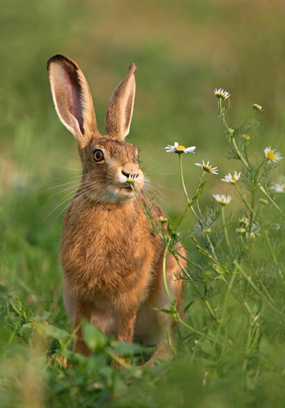 http://www.ekolien.fr/ressources/faune-sauvage/le-lievre-deurope-lepus-europaeus/ http://www.ekolien.fr/ressources/faune-sauvage/le-lievre-deurope-lepus-europaeus/