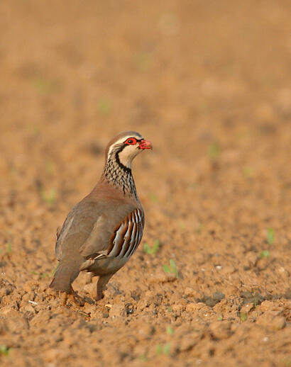 http://www.ekolien.fr/ressources/faune-sauvage/la-perdrix-rouge/ http://www.ekolien.fr/ressources/faune-sauvage/la-perdrix-rouge/