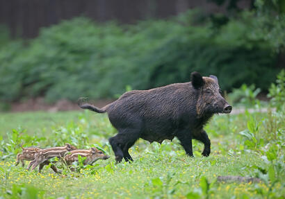 http://www.ekolien.fr/ressources/faune-sauvage/le-sanglier/ http://www.ekolien.fr/ressources/faune-sauvage/le-sanglier/