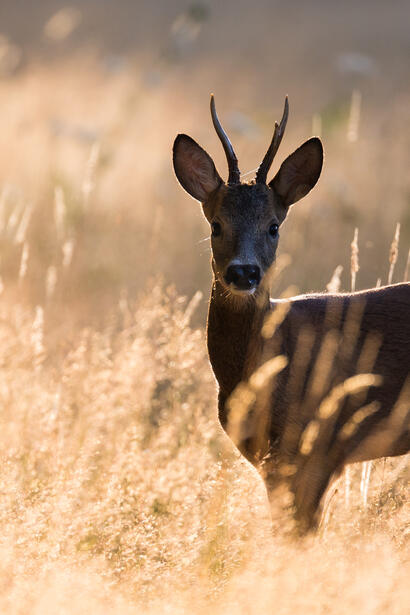 http://www.ekolien.fr/ressources/faune-sauvage/le-chevreuil-capreolus-capreolus/ http://www.ekolien.fr/ressources/faune-sauvage/le-chevreuil-capreolus-capreolus/