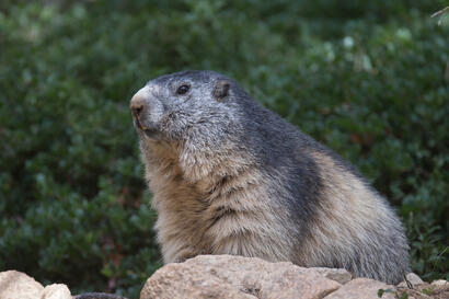 La marmotte La marmotte