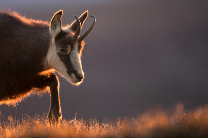 http://www.ekolien.fr/ressources/faune-sauvage/le-chamois-des-alpes/ http://www.ekolien.fr/ressources/faune-sauvage/le-chamois-des-alpes/