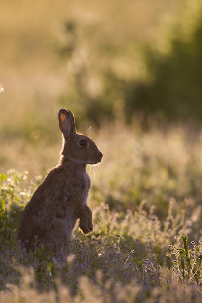 http://www.ekolien.fr/ressources/faune-sauvage/le-lapin-de-garenne-oryctolagus-cuniculus/ http://www.ekolien.fr/ressources/faune-sauvage/le-lapin-de-garenne-oryctolagus-cuniculus/