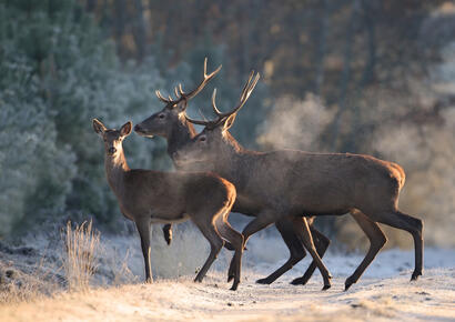 http://www.ekolien.fr/ressources/faune-sauvage/le-cerf-elaphe-cervus-elaphus/ http://www.ekolien.fr/ressources/faune-sauvage/le-cerf-elaphe-cervus-elaphus/