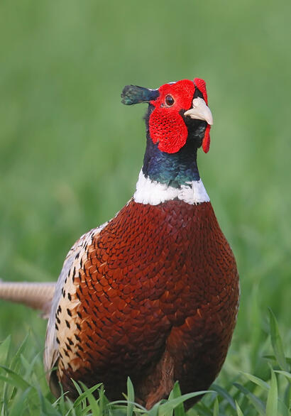 http://www.ekolien.fr/ressources/faune-sauvage/le-faisan-commun-phasianus-colchicus/ http://www.ekolien.fr/ressources/faune-sauvage/le-faisan-commun-phasianus-colchicus/