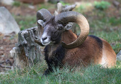 Le mouflon méditerranéen 