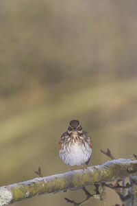 Grive mauvis Grive mauvis