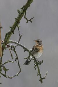 La grive litorne La grive litorne