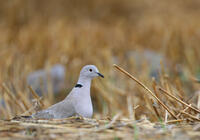 Tourterelle turque Tourterelle turque