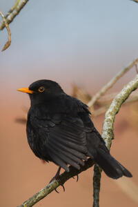 Le merle noir Le merle noir