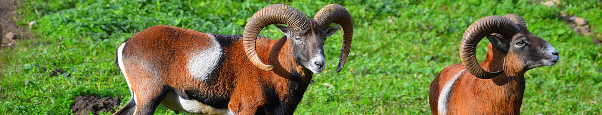 Mouflons